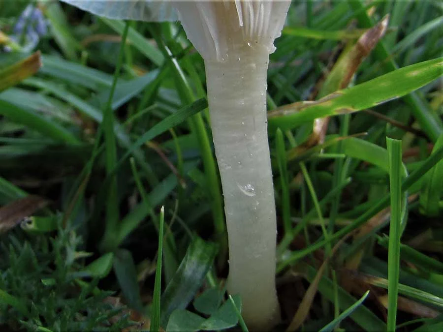 Snowy Waxcap stem