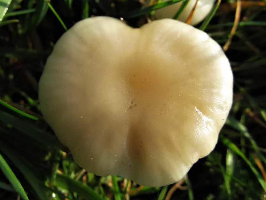Snowy Waxcap