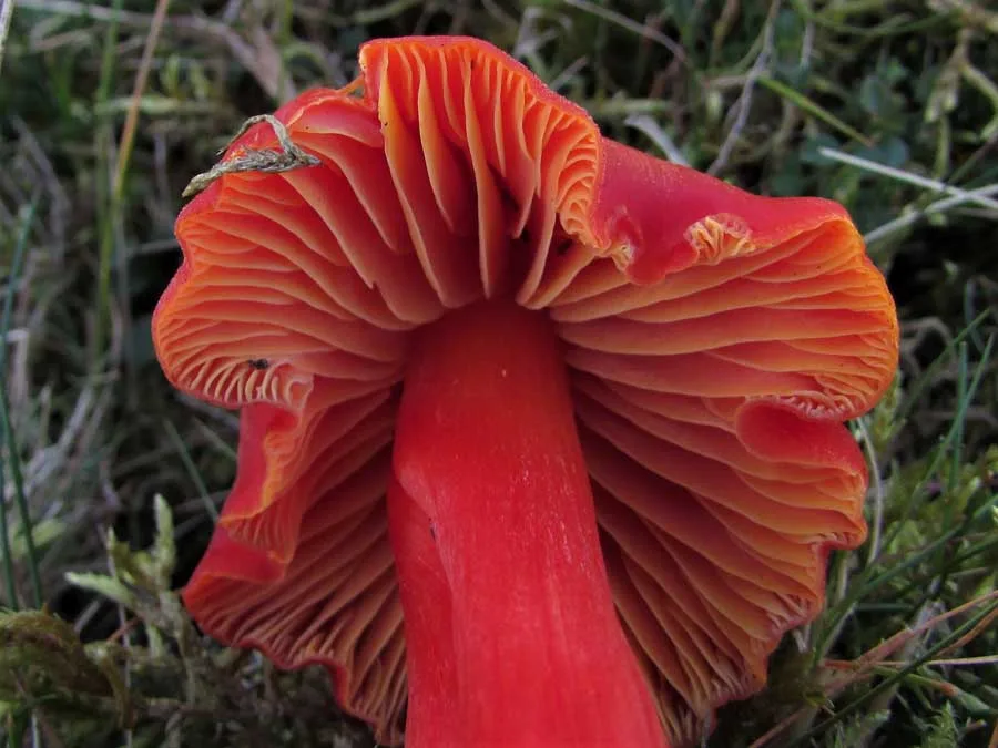 Splendid Waxcap gills