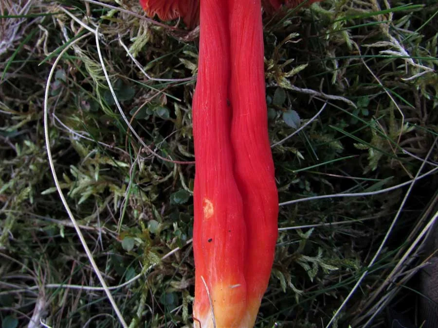Splendid Waxcap stem