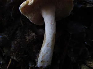 Terracotta Hedgehog stem
