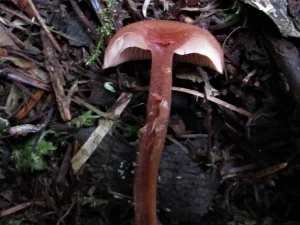 The Deceiver flesh