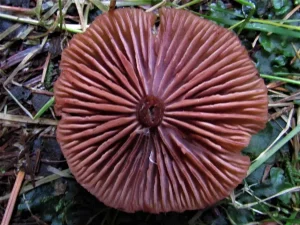 The Deceiver gills