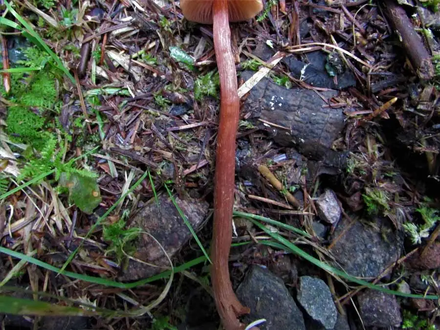 The Deceiver stem
