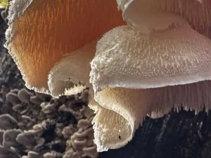 Tiered Tooth gallery 1