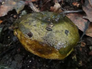 Ugly Milkcap