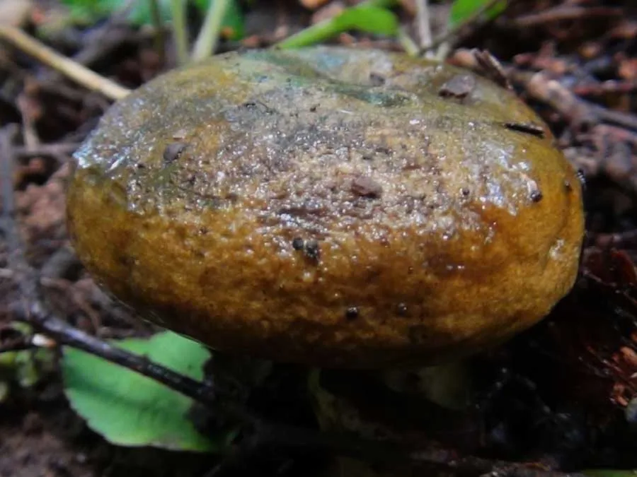Ugly Milkcap cap