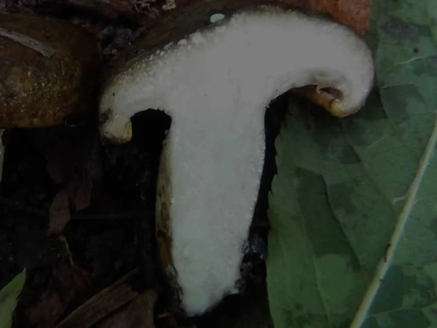 Ugly Milkcap flesh