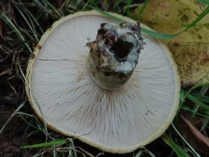Ugly Milkcap gills