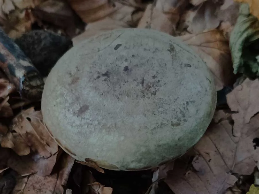 Ugly Milkcap possible confusion