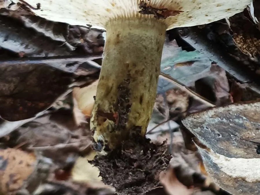 Ugly Milkcap stem
