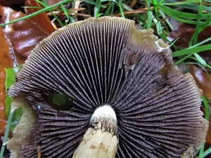 Weeping Widow gills