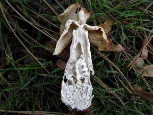 White Saddle flesh