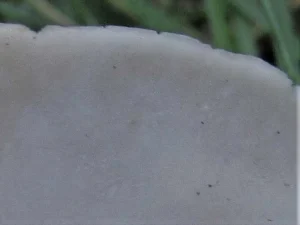 White Saddle pores