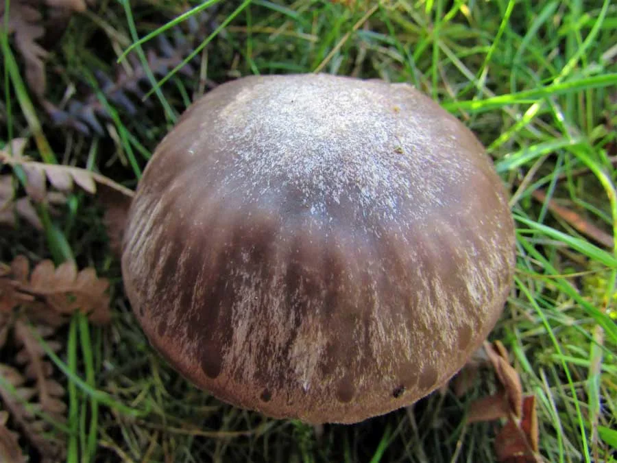 Yellow Foot Waxcap cap