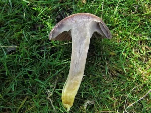 Yellow Foot Waxcap flesh