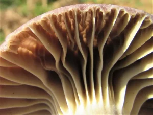 Yellow Foot Waxcap gills