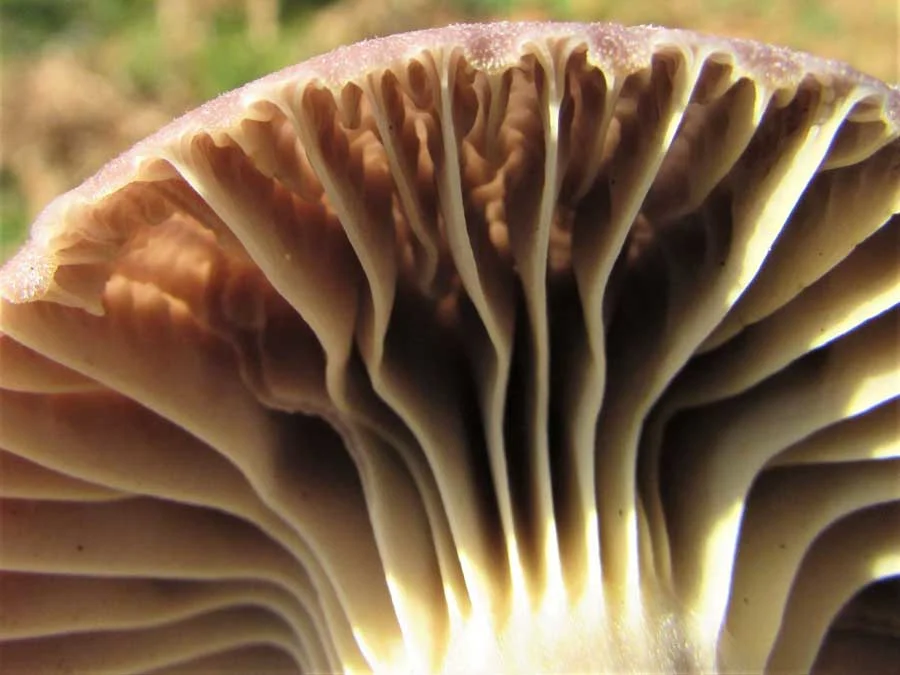 Yellow Foot Waxcap gills