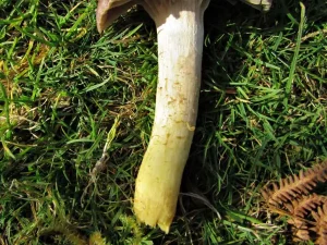 Yellow Foot Waxcap stem
