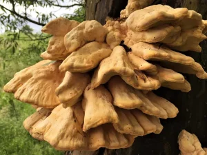 Chicken Of The Woods