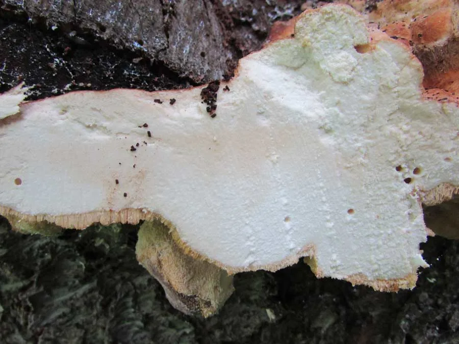 Chicken Of The Woods flesh