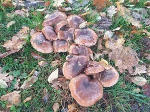 Clustered Domecap