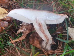 Clustered Domecap flesh