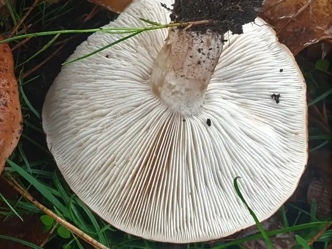 Clustered Domecap gills