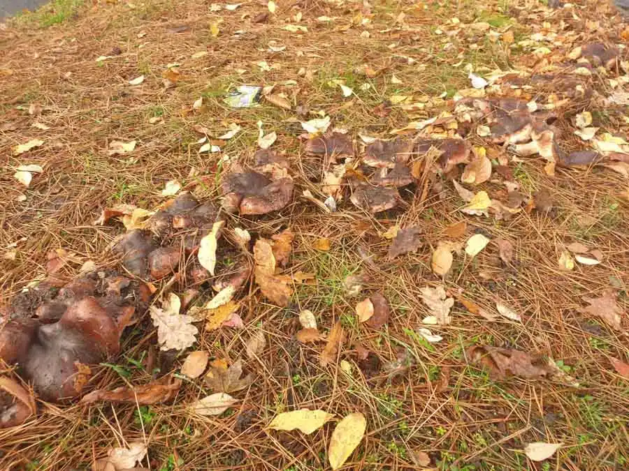 Clustered Domecap habitat