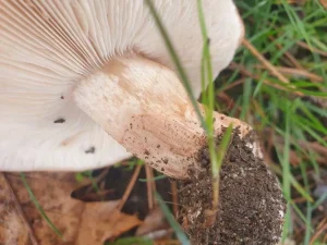 Clustered Domecap stem